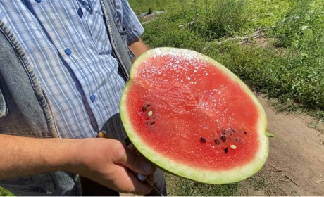 Кавуновий бум: як фермер з Херсонщини вирощує кавуни на Львівщині