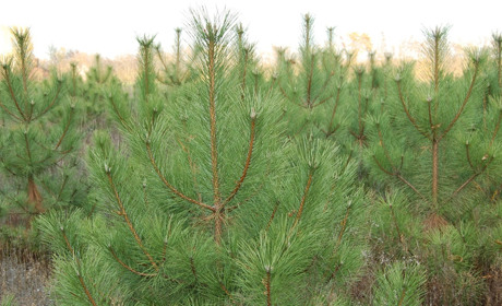 Перед праздником: новогодняя красавица в вашем доме