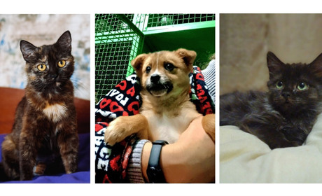 Шукають дім. Які тварини у Гадячі чекають на господарів. Фото