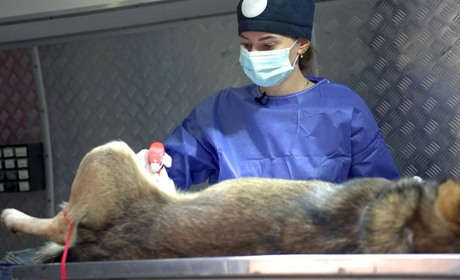 В Ізмаїлі простерилізували 200 безхатніх собак, планується ще 300