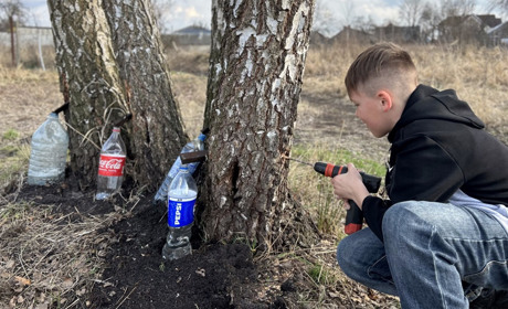 Сезон березового соку на Сарненщині: досвідом збору діляться місцеві жителі