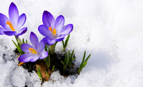 Весна набирає обертів: в середу на Сумщині - до +14 градусів