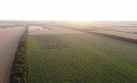 У Коломийчиській тергромаді на Сватівщині серед кукурудзяного поля знайшли поле коноплі: подробиці