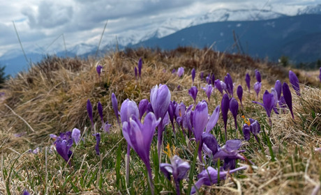 Чи варто йти в похід на Кукул, коли квітнуть крокуси: пригоди журналістки