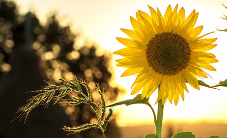 Якої погоди чекати сватівчанам у перші дні серпня 2020: прогноз погоди з 3 по 9 серпня