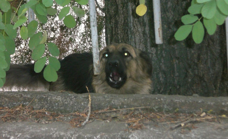 Собаки з дитсадка тероризують цілий квартал