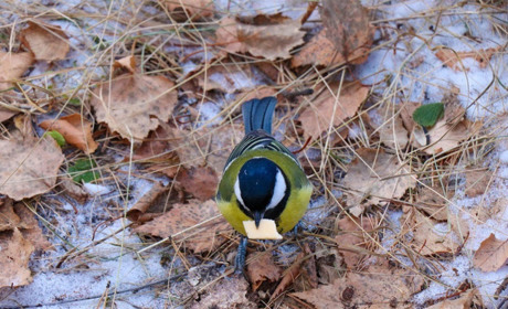 Невеликі дощі та мокрий сніг: прогноз погоди на початку наступного тижня
