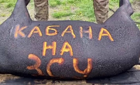 Кабана на ЗСУ: волонтери з команди "Смаколики для Соколиків" за благодійні кошти придбали порося