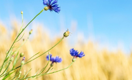 Короткочасні дощі, гроза і до +30 градусів: прогноз погоди на Сумщині та в Україні