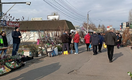 На базарі у Переяславі почали продавати саджанці винограду по 60 гривень
