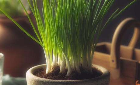 Місячний посівний каледар на січень 2024: що варто зробити