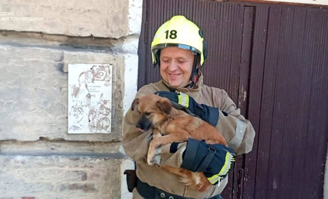 Рятувальники визволили собаку з даху триповерхівки у Звягельському районі