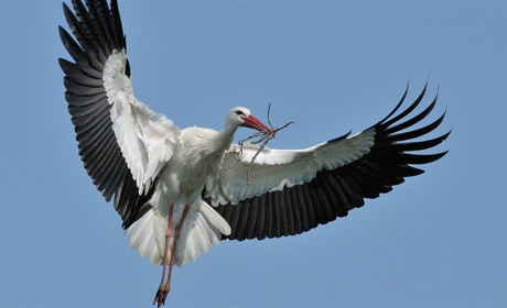 На Мелитопольщину прилетели аисты: где их можно увидеть