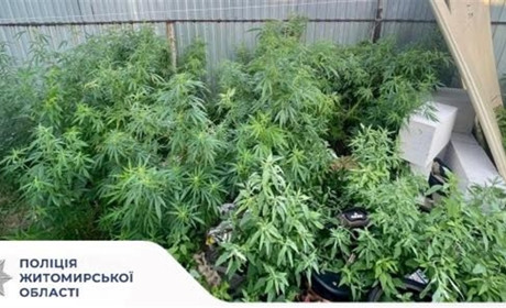 За зберігання і вирощування конопель звягелянин постане перед судом: слідчі завершили розслідування