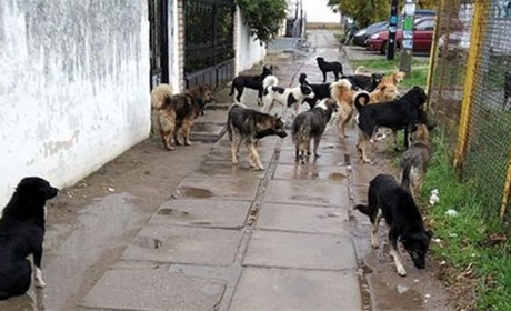 Остерігайтесь вуличних собак