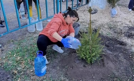 Масове озеленення сіл провели у Мазінках та Семенівці