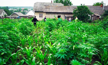  У жительки Кіцманя на городі росло понад 800 кущів конопель. Власниця з сином чинили опір поліції