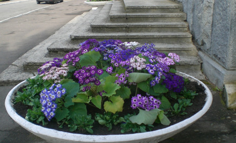 Весна іде, красу несе (фоторепортаж)