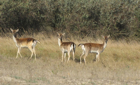 Кто уничтожил ланей в Старобердянском лесничестве и где их можно еще увидеть?