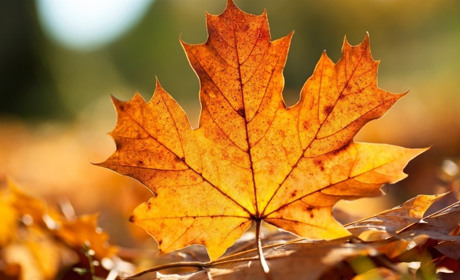 Как провести в Мелитополе и Мелитопольском районе выходные дни 26-27 октября