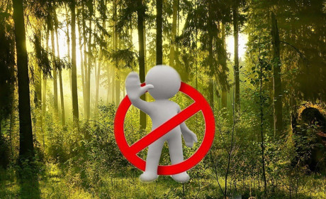 Жителям Білопільщини заборонили ходити до лісу