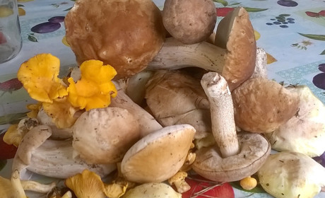 На Переяславщині пройшли рясні дощі, і люди пішли по гриби