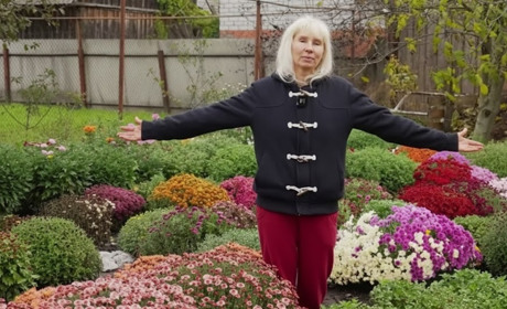 Живі вишиванки та квіткові кулі: унікальна краса осінніх хризантем у Шостці