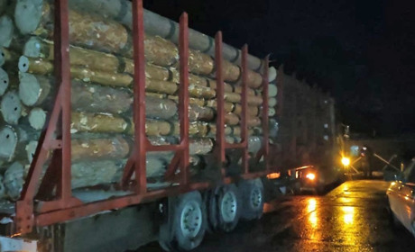 24-річного жителя Сарненського району спіймали із незаконною деревиною