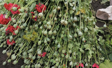 У Тучному чоловік виростив півтисячі рослин снодійного маку