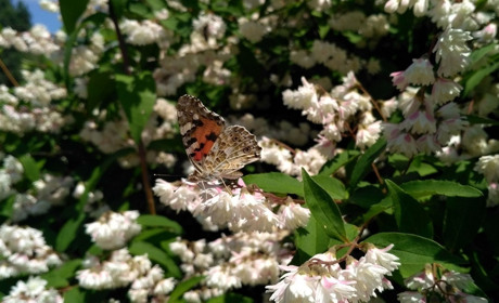 Что съест Ванесса-путешественница? В Мелитополе, как и по всей Украине, нашествие бабочек