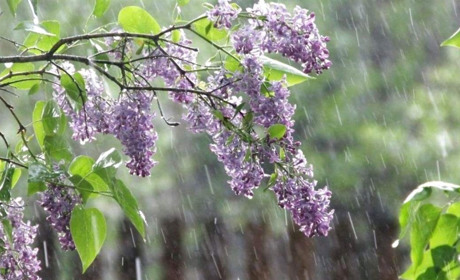 На Сумщині очікуємо нічних заморозків до мінус трьох градусів: прогноз погоди