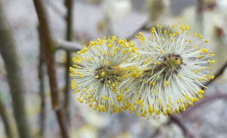 Коли Благовіщення за новим календарем та які ще будуть релігійні свята у березні 2026 року