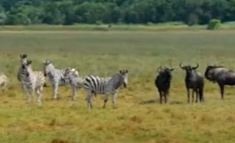 Окупаційна адміністрація замовчує про свої невдачі: яка ситуація в "Асканії-Новій"