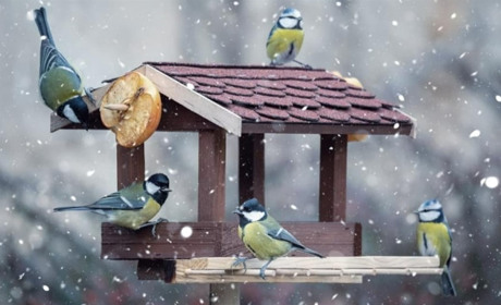 У вихідні на Сумщині сніжитиме. Сильні морози тимчасово відступлять: прогноз погоди