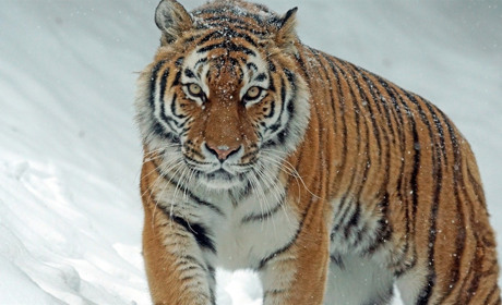 Пощастить рішучим: китайський гороскоп на 2022 рік