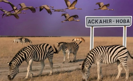 В окупованій «Асканії-Новій» під загрозою знищення цілинний степ