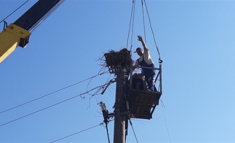 Як у Іванові комунальники прийшли на допомогу птахам