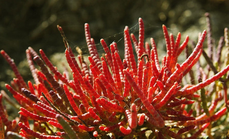 Тест. Растительность Азовского побережья