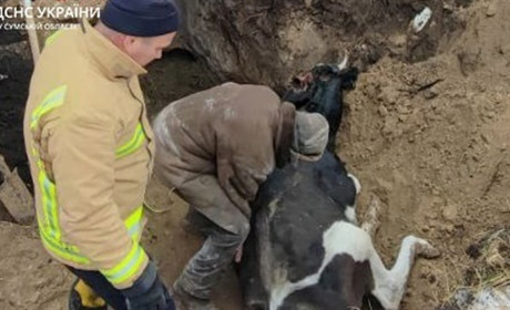 На Білопільщині рятувальники дістали корову, що провалилася у погріб