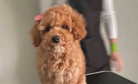 Краса, комфорт і любов для вашого пухнастого улюбленця: Grooming Salon Marseille запрошує на грумінг