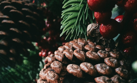 Новорічна красуня - сосна, ялина. Як вибрати 