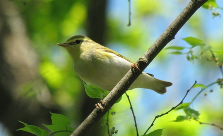 Утомлены? Тогда вам - на орнитотерапию: слушать пение птиц и наслаждаться жизнью