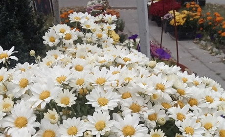 Осінні квіти на гадяцьких вулицях (фоторепортаж)