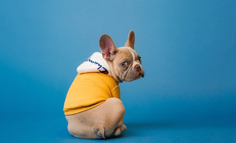 Перелік небезпечних порід собак: Кабмін затвердив список та зобов'язання для їх власників