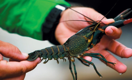 На Городоччині заборонили вилов раків: обмеження діятиме до літа 2026 року