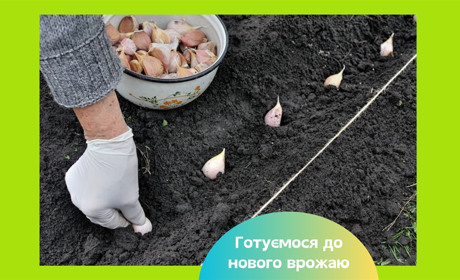 Коли садити часник і цибулю на зиму — терміни і поради по вибору сортів