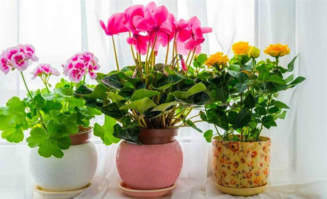 Флористи рекомендують: 7 прийомів, щоб кімнатні квіти росли як на дріжджах