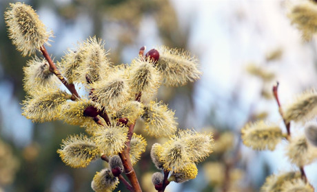 Вербові галузки – символ віри й визнання: за тиждень – Великдень і на Чортківщині теж
