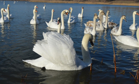 Лебедине озеро «ожило»: до Чорториї повернулись понад сто птахів
