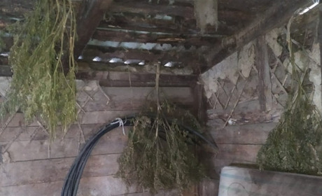 Стукав до сусідів, а "попався" на коноплі: житель Білопілля відповідатиме перед законом